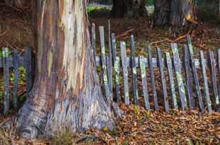 Fence & Tree-2877